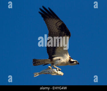 Osprey preda di innesto in volo Foto Stock