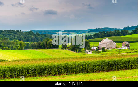 Campo di mais e fienile in una fattoria in rurale della contea di York, Pennsylvania. Foto Stock