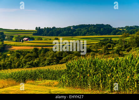 Cornfield e vedute delle dolci colline e le aziende agricole nel sud della contea di York, Pennsylvania. Foto Stock