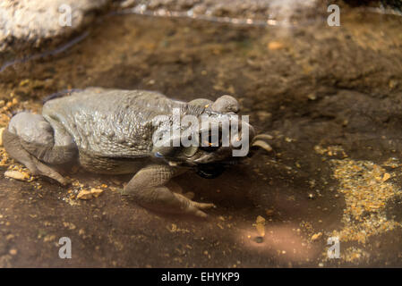 Deserto Sonoran toad, fiume Colorado toad, incilius alvarius, Toad, animale, STATI UNITI D'AMERICA, Stati Uniti, America, Foto Stock