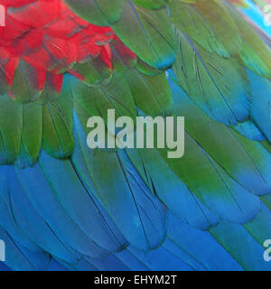 Bellissimo uccello piume, Greenwinged Macaw piume sfondo pattern Foto Stock