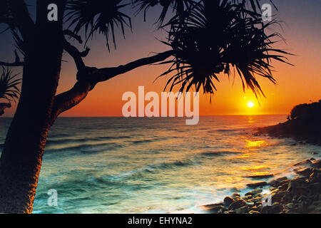 Silhouette di un albero di Pandanus sulla spiaggia all'alba, Burleigh Heads, Gold Coast, Queensland, Australia Foto Stock