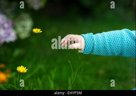 Un bambino la mano di raggiungere per fiori Foto Stock