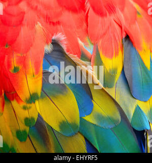 Belle le piume di uccelli, Scarlet Macaw piume sfondo pattern Foto Stock