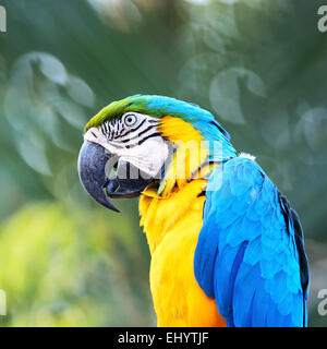 Bellissimo uccello pappagallo, blu e oro Macaw nel profilo verticale Foto Stock