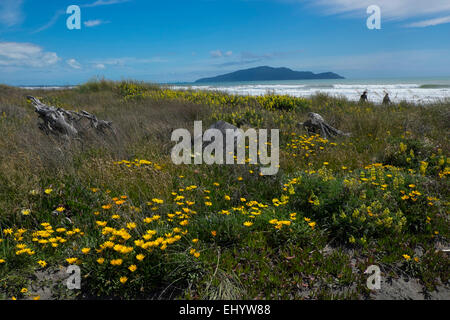 Isola di Kapiti, visto dalla terraferma, costa ovest dell Isola del nord, Nuova Zelanda Foto Stock