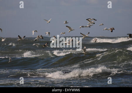 Il Portogallo, Europa atlantica, onde, gabbiani, uccelli, mare, uccelli, mare Foto Stock