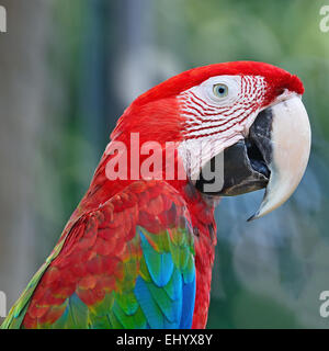 Bellissimo uccello pappagallo, Greenwinged Macaw nel profilo verticale Foto Stock