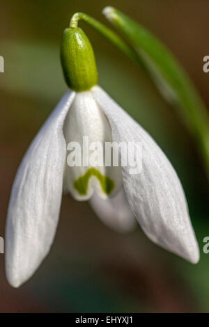 Snowdrop, Galanthus nivalis close up Foto Stock