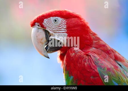 Bellissimo uccello pappagallo, Greenwinged Macaw nel profilo verticale Foto Stock