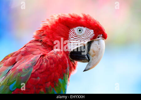 Bellissimo uccello pappagallo, Greenwinged Macaw nel profilo verticale Foto Stock