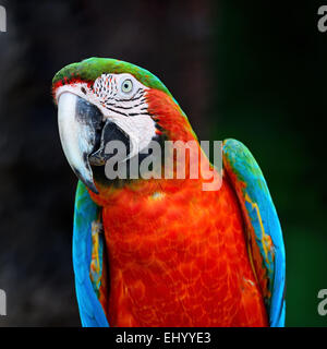 Bellissimo uccello pappagallo, Arlecchino Macaw nel profilo verticale Foto Stock