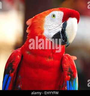 Bellissimo uccello pappagallo, Scarlet Macaw nel profilo verticale Foto Stock