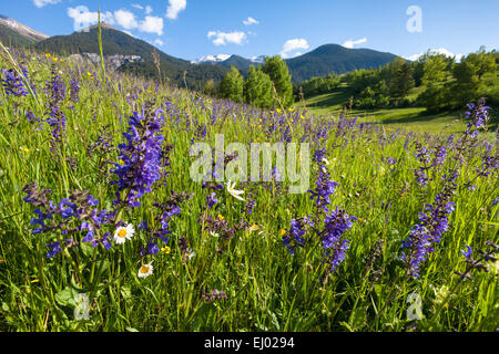 Alvaneu, Svizzera, Europa, del cantone dei Grigioni, Grigioni, Valle dell Albula, prati e pascoli di montagna, fiori di prato prato, salvia, m Foto Stock