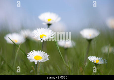 Un gruppo di margherite (Bellis perennis) in sole primaverile. Una bassa angolazione in un prato inglese. Foto Stock