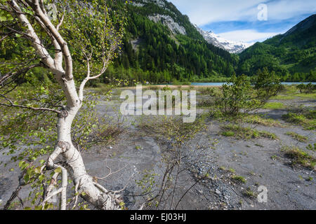 Foreste vergini, foresta di Derborence, Svizzera, Europa, canton Vallese, lago di montagna, lago, albero, betulla Foto Stock