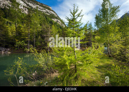 Foreste vergini, foresta di Derborence, Svizzera, Europa, canton Vallese, lago di montagna, lago, alberi, betulla, larici Foto Stock