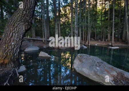 Foreste vergini, foresta di Derborence, Svizzera, Europa, canton Vallese, lago di montagna, lago, Foto Stock