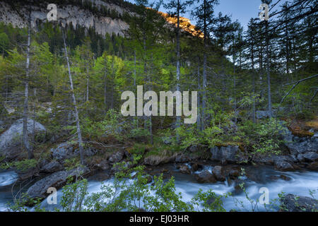 Foreste vergini, foresta di Derborence, Svizzera, Europa, canton Vallese, Brook Foto Stock