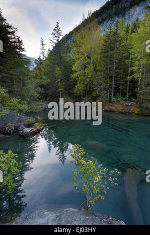 Foreste vergini, foresta di Derborence, Svizzera, Europa, canton Vallese, lago di montagna, lago, Foto Stock