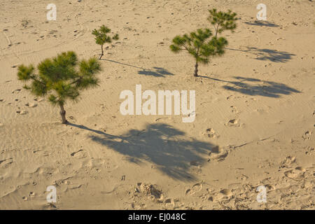 I giovani pini crescente sulla spiaggia di sabbia Foto Stock