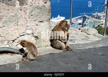 Barberia Ape (Macaca Sylvanus) mangiando un Apple con una giovane ape nelle vicinanze, Gibilterra, Regno Unito, Europa occidentale Foto Stock