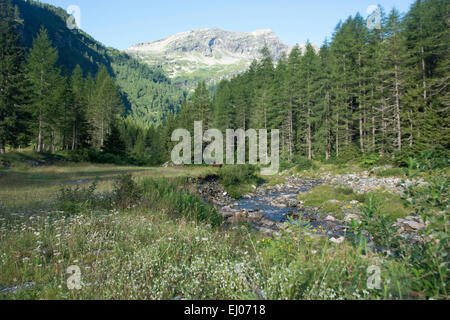 La Svizzera, Europa, Ticino, Bosco Gurin, legno, foresta, la foresta di conifere, montagne, vertici, picchi, Madone, Batnall, Ritzberg, Foto Stock