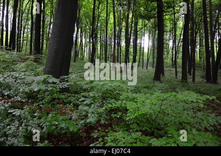 La Svizzera, Europa, Basilea-Campagna, Giura, blu, Nenzlingen, legno, foreste di faggio, foresta di faggio, molla Foto Stock