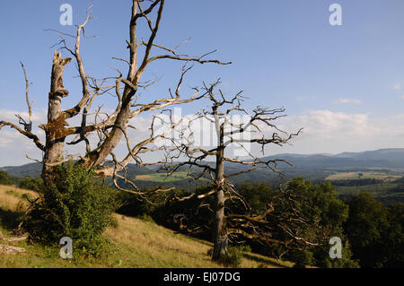 La Svizzera, Europa, Basilea-Campagna, Giura, blu, Nenzlingen, albero, rovere, legno morto, pascoli, Willow, prati secchi, trunk Foto Stock