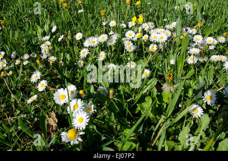 La Svizzera, Europa, Basilea-Campagna, Giura, fiore a prato pascolo secco, Marguerite, Leucanthemum vulgare, erba Foto Stock
