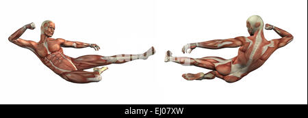 3D render illustrazione del sistema muscolare Foto Stock