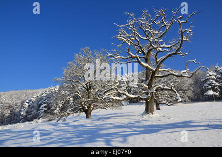 La Svizzera, Europa, Basilea-Campagna, Giura, blu, Nenzlingen, albero, rovere, campo albero, inverno, la neve Foto Stock