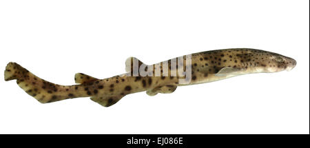 Nursehound o Bull Huss - Scyliorhinus stellaris Foto Stock