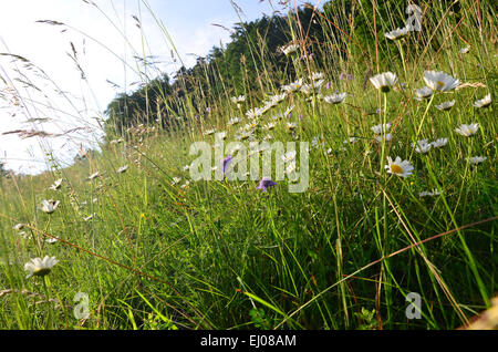 La Svizzera, Europa, Basilea-Campagna, Giura, fiore a prato pascolo secco, Marguerite, Leucanthemum vulgare, erba Foto Stock
