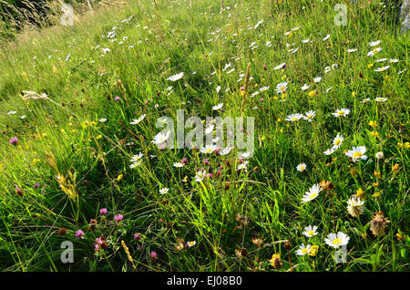 La Svizzera, Europa, Basilea-Campagna, Giura, fiore a prato pascolo secco, Marguerite, Leucanthemum vulgare, erba Foto Stock