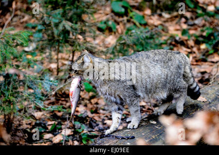 Wildcat, animale, Germania, Europa, gioco di predatori, predator, predatori, gatti piccoli, gatti,, gatti selvatici, Felis silvestris wildca Foto Stock