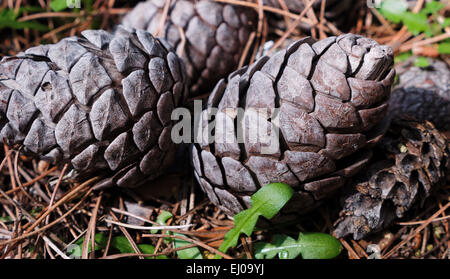 Blossom, Brutia pino, seme head, pino, pino calabrese, pino, conifere, Pinus brutia, aumento seminale, scale, aumentare, il cono Foto Stock