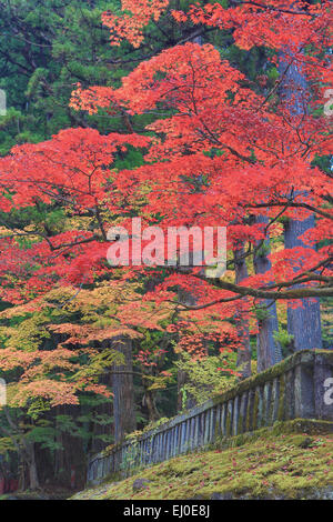 Giappone, Asia, Nikko città santuario, autunno, colori, complesso, caduta, storia, momiji, nessun popolo, rosso, toshogu, turistica, viaggi, tre Foto Stock