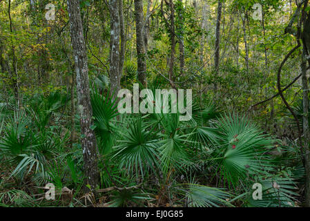 Stati Uniti d'America, Florida, Alachua County, Paynes Prairie preservare, Parco Statale, vicino a Gainesville Foto Stock