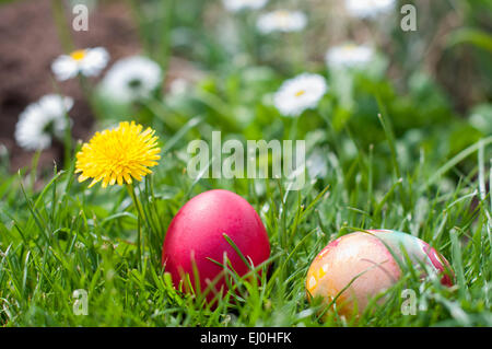 Due uova di Pasqua nascosta in un'erba sotto il fiore giallo Foto Stock