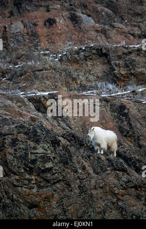 Capre di montagna, bianco, oreamnos americanus, animale, Yukon, Canada Foto Stock