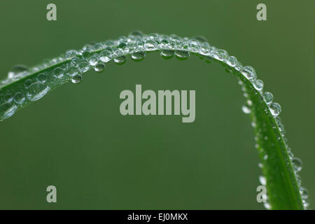 Dettaglio, molla, luce, macro, mattina, mattina corda, pattern, concetti, close-up, corda, rugiada, dewdrop, caduta, acqua, goccia d'acqua, Foto Stock