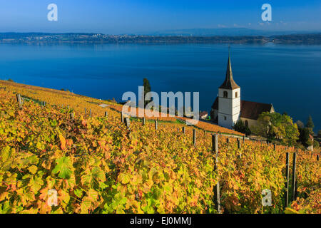 Alpi, Alpino, panorama, montagne, panorama di montagna, Canton Berna, il Lago di Biel, autunno, colori, chiesa, Ligerz, panorama, vigneto, Foto Stock