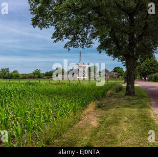 Paesi Bassi, Olanda, Europa, Noord Sleen, Drenthe, mulino a vento, Campo, Prato, estate, Alberdina Foto Stock