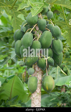 Albero di papaia, papaia, Ninh, Thuan, coltivazione, Asia, albero, alberi da frutto, albero melone, Carica, frutta, appeso, frutta, papaia, sud-E Foto Stock