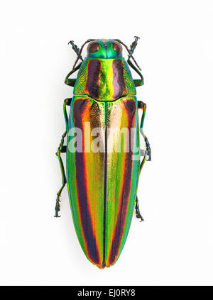 Chrysochroa fulgidissima Foto Stock