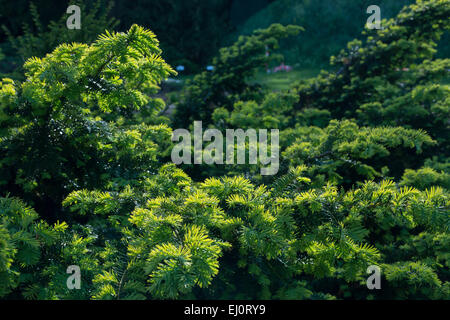 Filiale canadese tree( Tsuga canadensis) Contesto Foto Stock