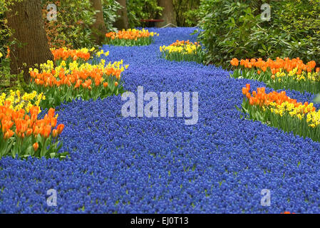 Fiume di fioritura muscari fiori in Keukenhof Lisse, Paesi Bassi Foto Stock