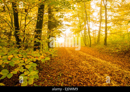 Germania, Europa, Alpi sveve, autunno, faggi, alberi, Fagus sylvatica, titolo Foto Stock