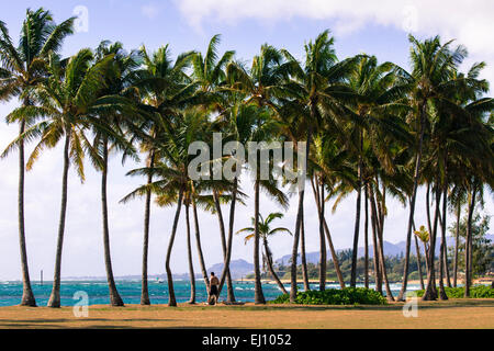 Coconut Palm Tree sulla spiaggia sabbiosa in Hawaii, Kauai Foto Stock